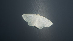 Parabapta clarissa