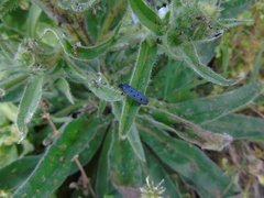 Ethmia aurifluella
