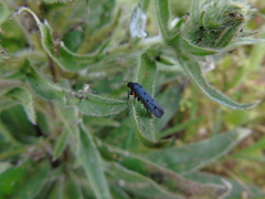 Ethmia aurifluella