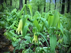 Uvularia