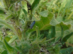 Ethmia aurifluella