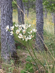 Senecio integerrimus ochroleucus