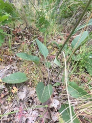 Senecio integerrimus ochroleucus