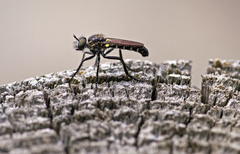 Lithoeciscus heydenii
