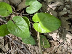 Viola alba dehnhardtii