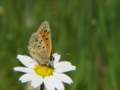 Lycaena bleusei