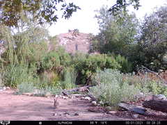 Sylvilagus audubonii