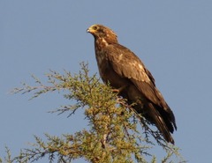African Harrier-Hawk photo 5