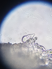 Strobilurus stephanocystis