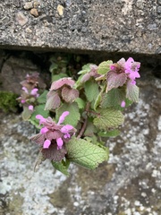 Lamium purpureum