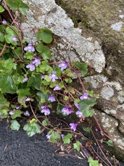 Cymbalaria muralis