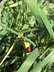 Coccinella septempunctata