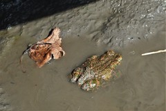 Bufotes viridis viridis