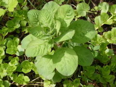 Lysimachia punctata