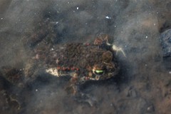 Bufotes viridis viridis