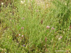 Festuca membranacea