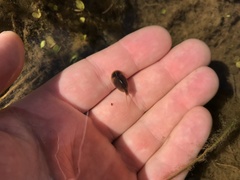 Lepidurus apus