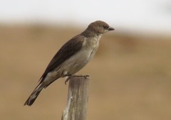 Greater Honeyguide photo 2