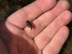 Lepidurus apus