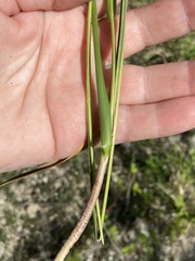 Sesleria alba