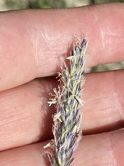 Sesleria alba
