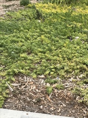 Myoporum parvifolium