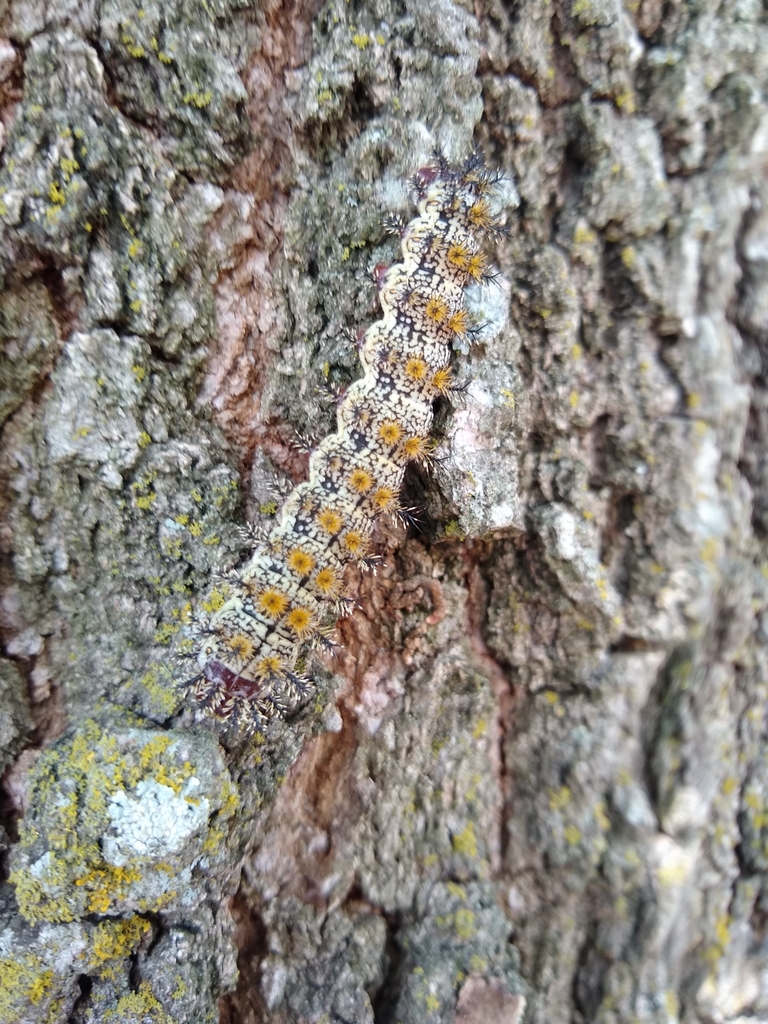 Texas Buck Moth