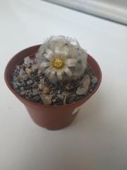 Mammillaria plumosa