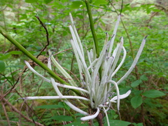 Exobasidium parvifolii