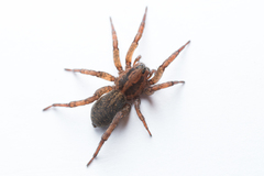 Trochosa terricola