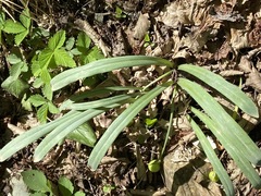 Galanthus alpinus