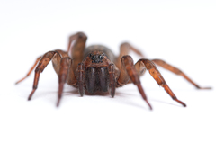 Trochosa terricola