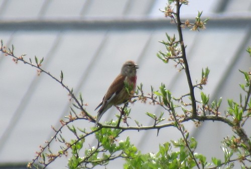 Linotte mélodieuse, mâle