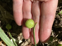 Galanthus alpinus