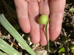 Galanthus alpinus