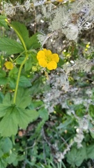 Geum macrophyllum