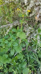 Geum macrophyllum