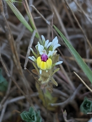 Castilleja ambigua
