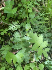 Hydrophyllum macrophyllum