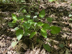 Viola alba dehnhardtii