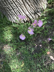 Oenothera speciosa