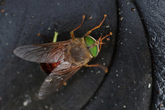 Scaptia abdominalis