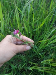 Vicia sativa amphicarpa