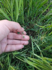 Vicia sativa amphicarpa