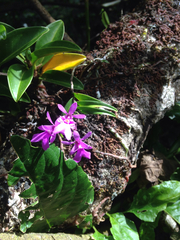 Epidendrum centropetalum image