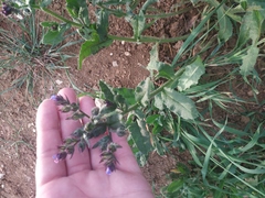 Anchusa arvensis orientalis