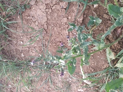 Anchusa arvensis orientalis
