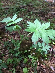 Hydrophyllum fendleri