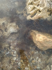 Gongolaria barbata