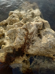 Gongolaria barbata